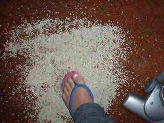 Stick Shark vs. Bad Kitty